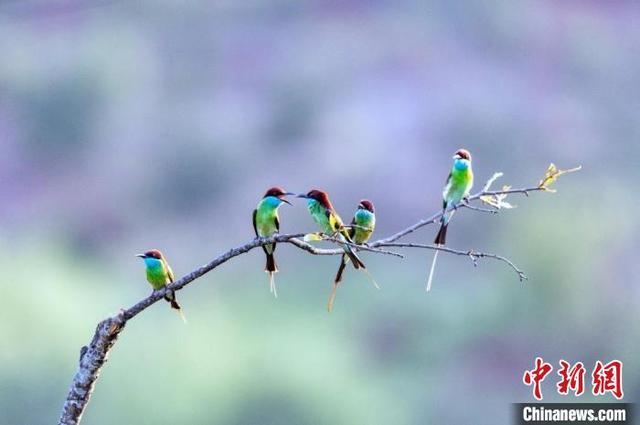 福建明溪迎来大量“中国最美的小鸟”-1.jpg
