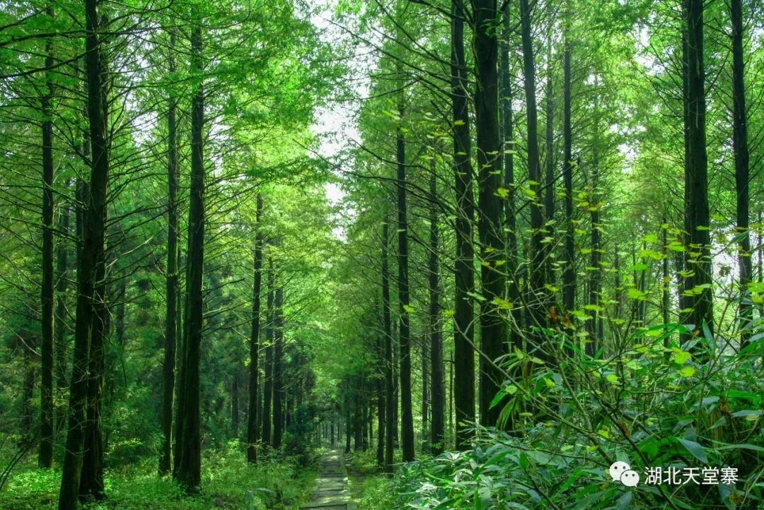 官宣! 福建63个A级景区免票、半价!-3.jpg