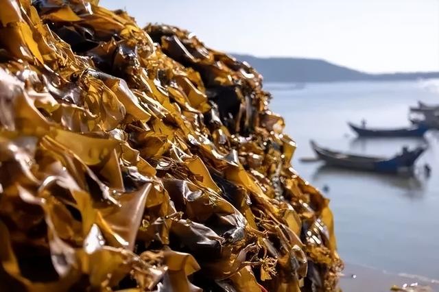 风云闽商 | 邱碧香：海洋经济潮头劲，一条海带链万家-5.jpg