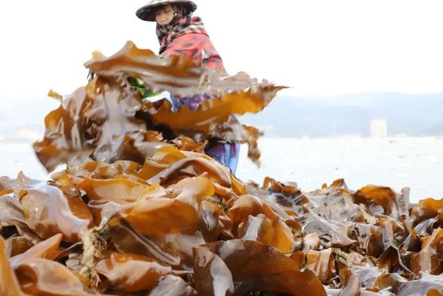 风云闽商 | 邱碧香：海洋经济潮头劲，一条海带链万家-22.jpg